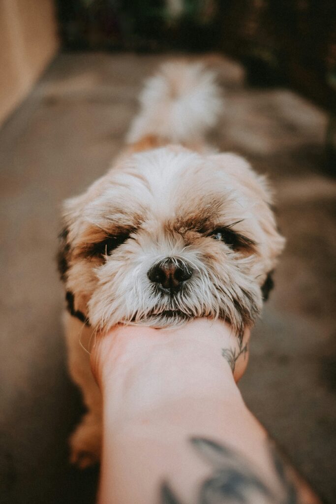 retrato de mascota